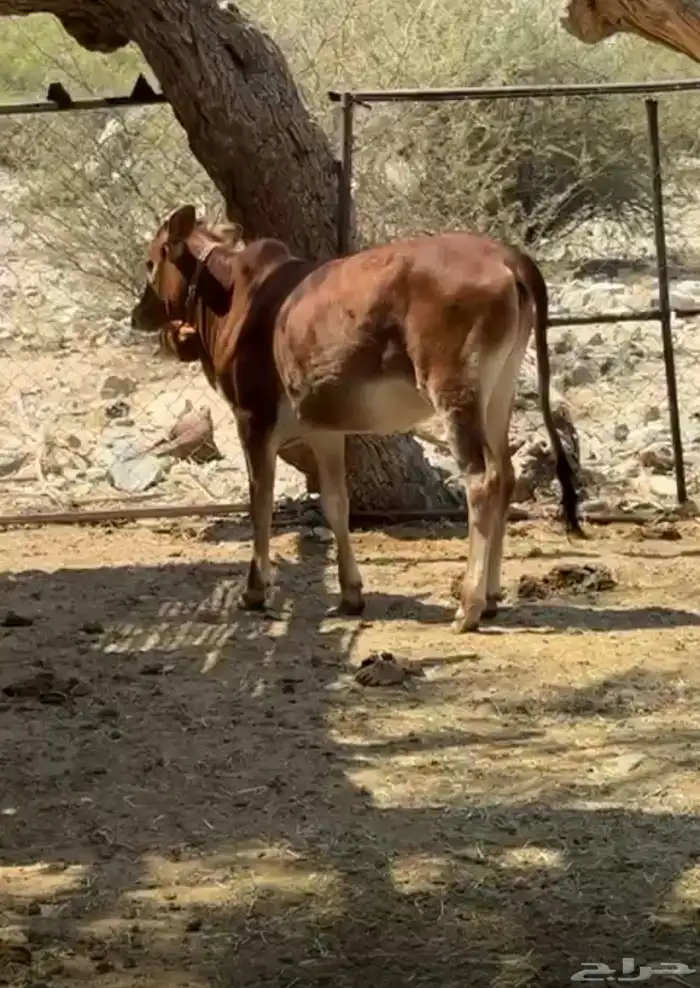 بقر عمرها سنه 0
