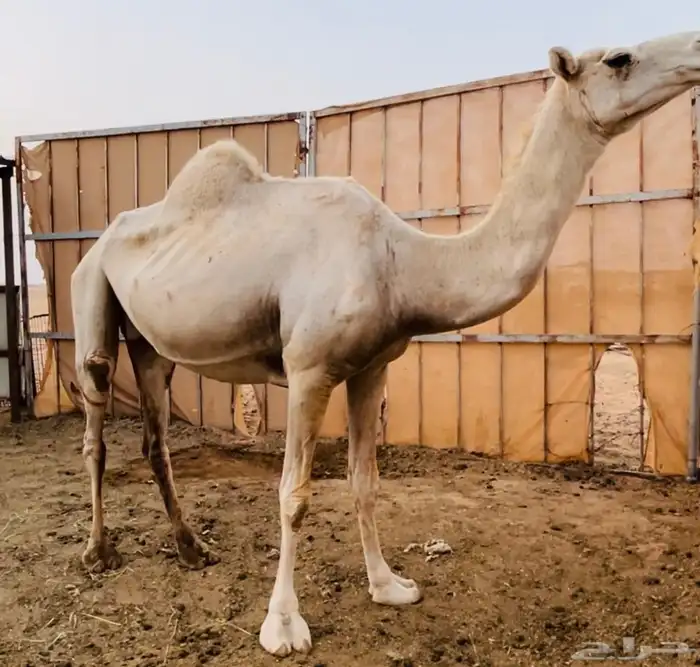 ضرايب للبيع او البدل 2