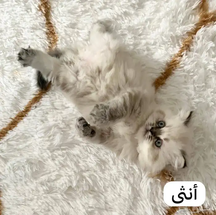 قطط هملايا للبيع 2