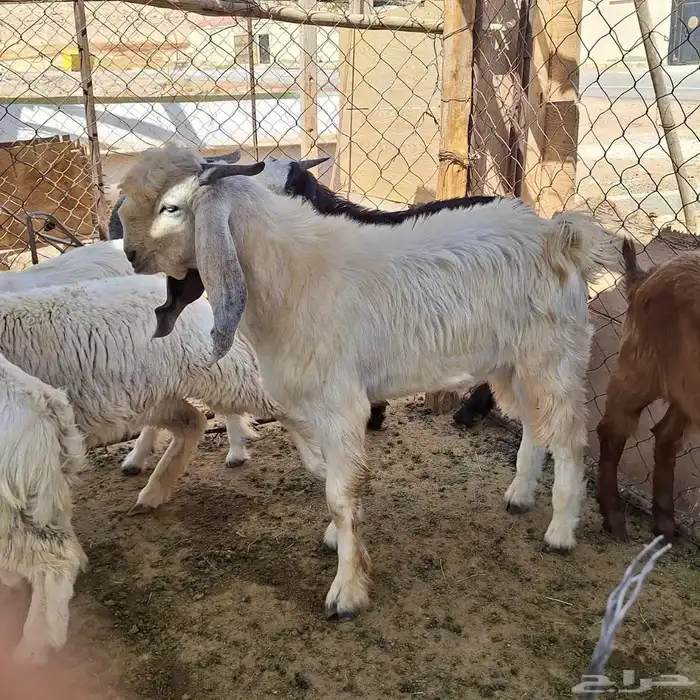 تيوس للبيع 1