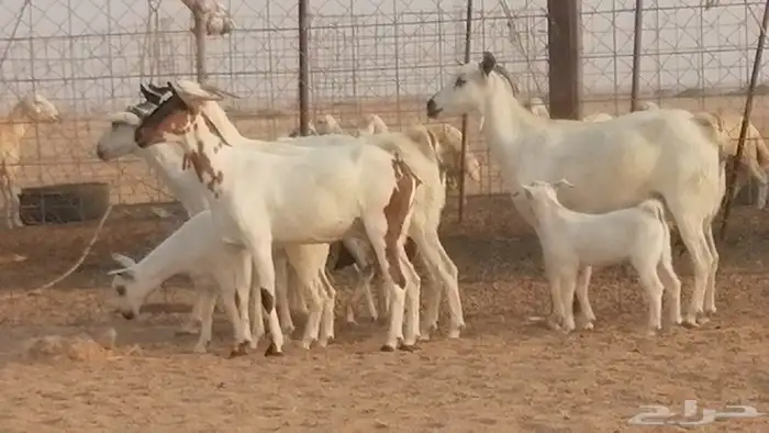 ماعز بيشيات خلفات صنف طيب بهمها جواهر 4 رأس 11