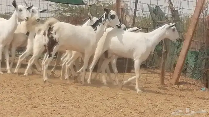 جفار بيشية مقاني جنب دفع صنف طيب 9