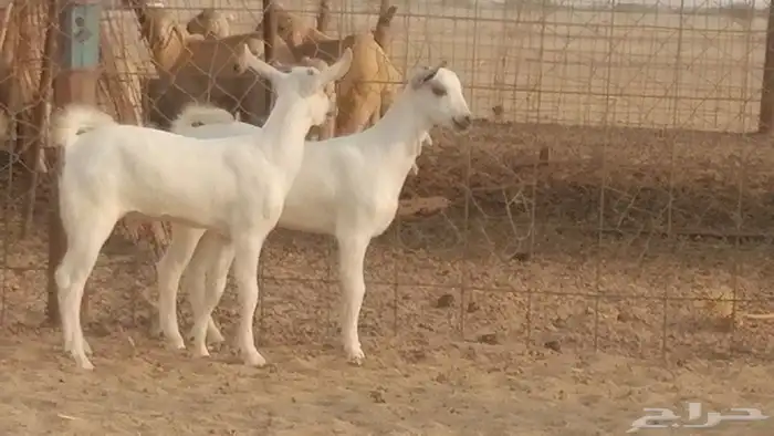 ماعز بيشيات خلفات صنف طيب بهمها جواهر 4 رأس 42