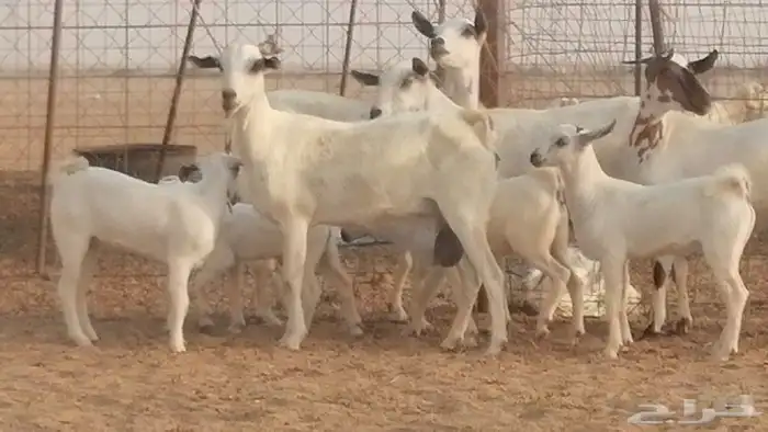 ماعز بيشيات خلفات صنف طيب بهمها جواهر 4 رأس 36