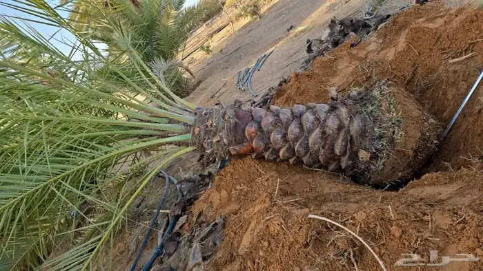 نخيل_مثمر_بجميع_انواعه_ومقاسته_المختلفه 0