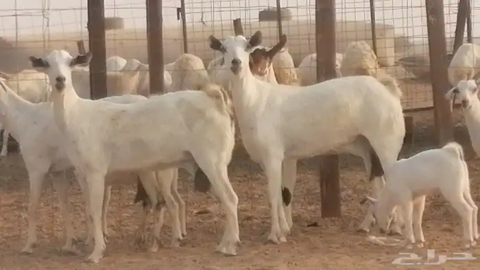 ماعز بيشيات خلفات صنف طيب بهمها جواهر 4 رأس 24