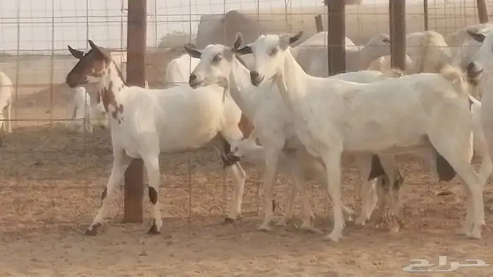 ماعز بيشيات خلفات صنف طيب بهمها جواهر 4 رأس 20