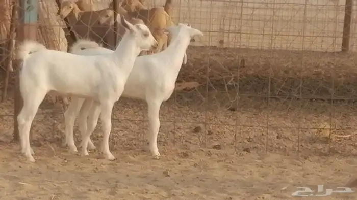 ماعز بيشيات خلفات صنف طيب بهمها جواهر 4 رأس 29