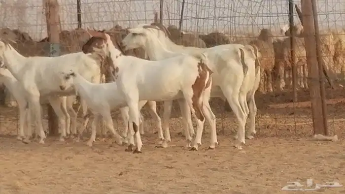 ماعز بيشيات خلفات صنف طيب بهمها جواهر 4 رأس 6