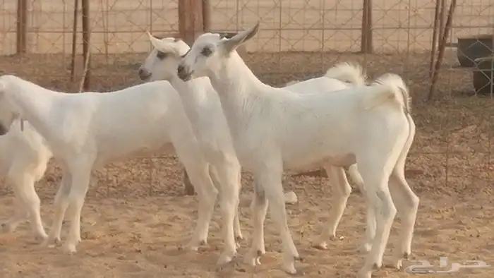 ماعز بيشيات خلفات صنف طيب بهمها جواهر 4 رأس 2