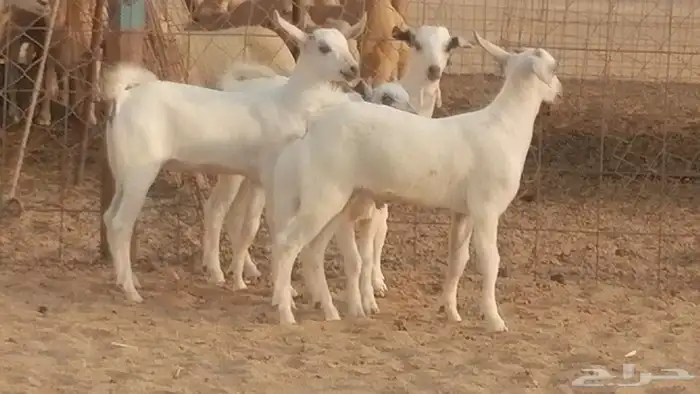 ماعز بيشيات خلفات صنف طيب بهمها جواهر 4 رأس 37