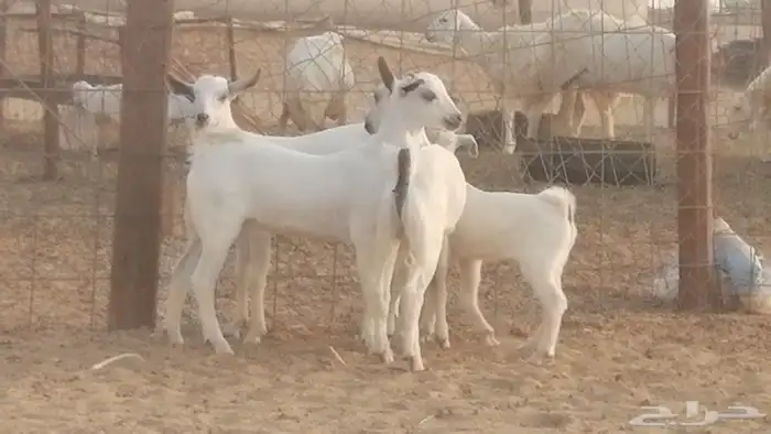 ماعز بيشيات خلفات صنف طيب بهمها جواهر 4 رأس 44
