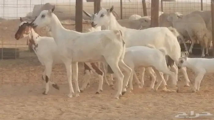 ماعز بيشيات خلفات صنف طيب بهمها جواهر 4 رأس 13