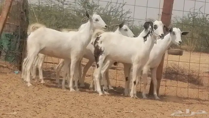 جفار بيشية مقاني جنب دفع صنف طيب 0