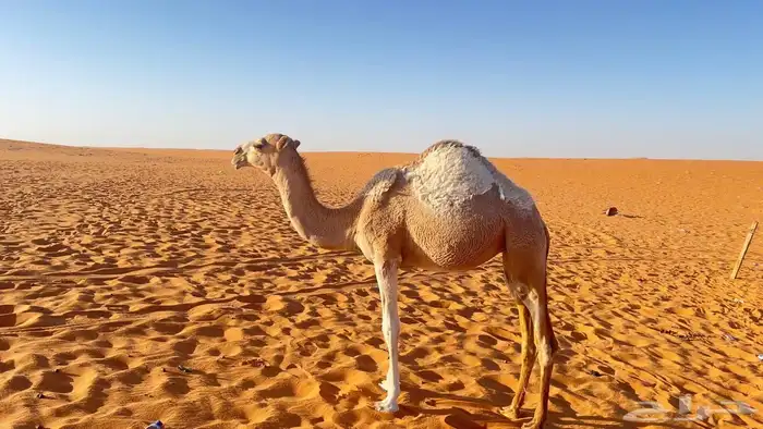 سلام عليكم ورحمة الله وبركاته 0