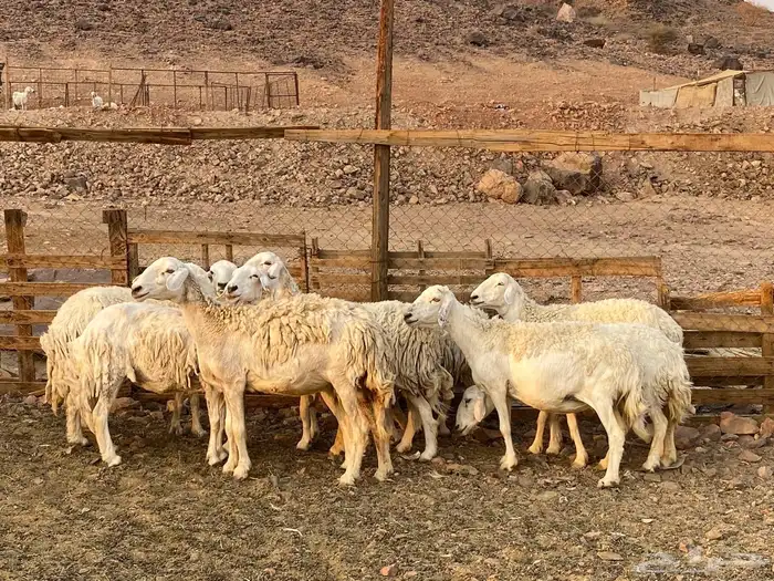 ضان حريات حرش 6