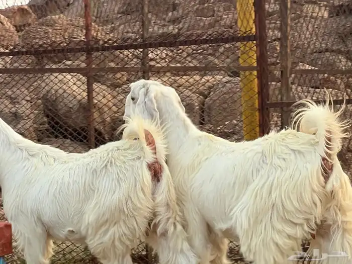 معزه 7
