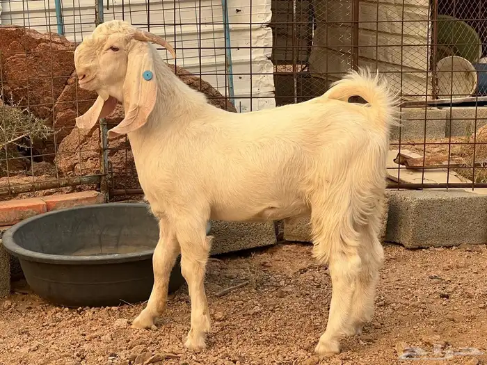 معزه 12