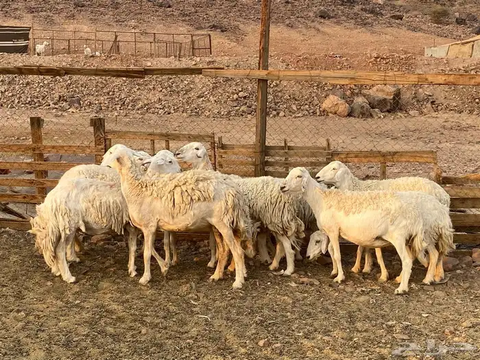 ضان حريات حرش 5