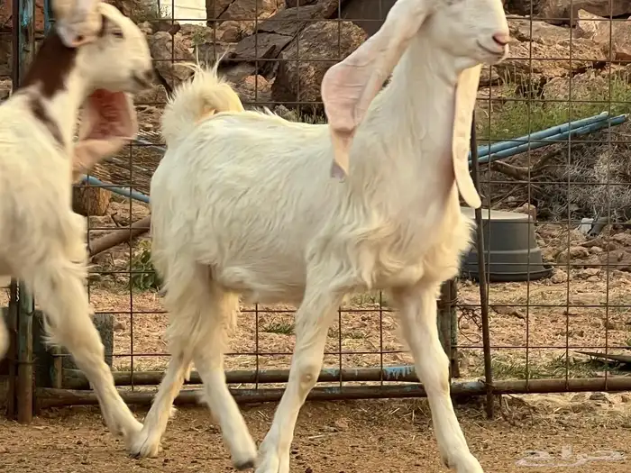 معزه 9