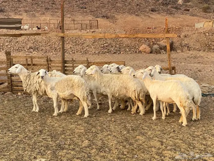 ضان حريات حرش 8