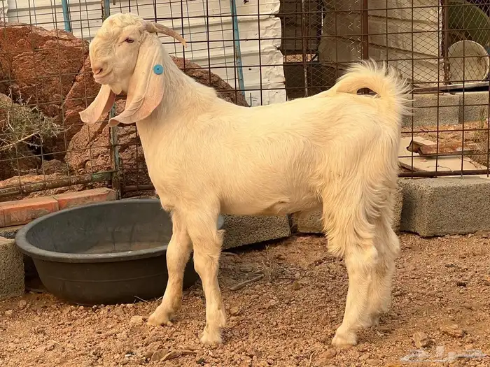 معزه 13