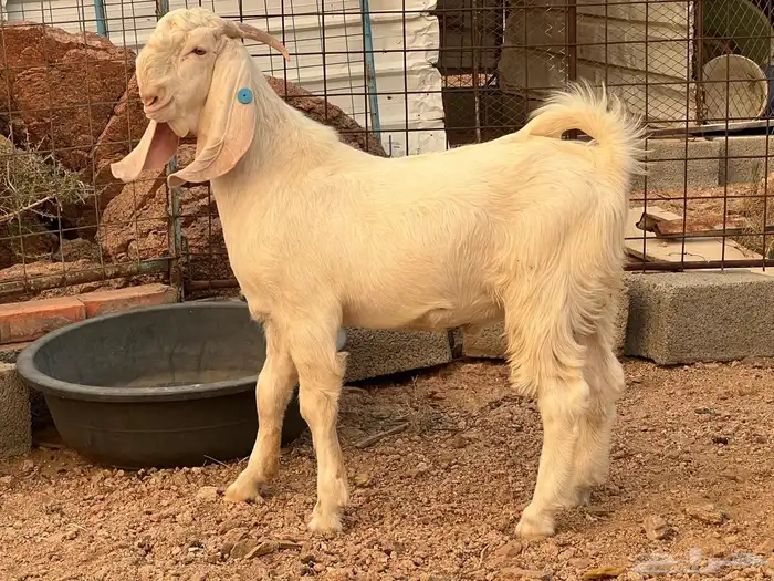 معزه 14