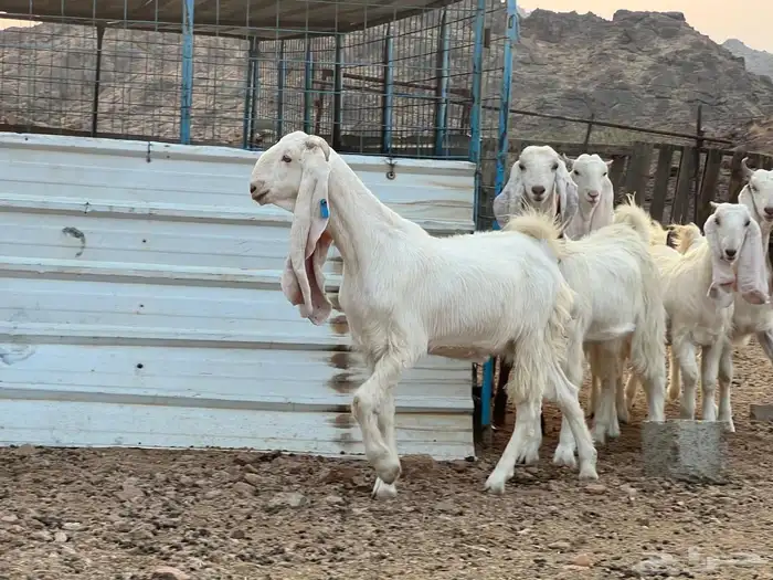 معزه 5