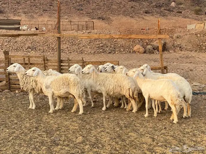 ضان حريات حرش 7