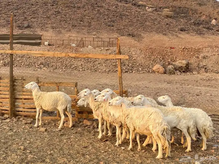 ضان حريات حرش 2