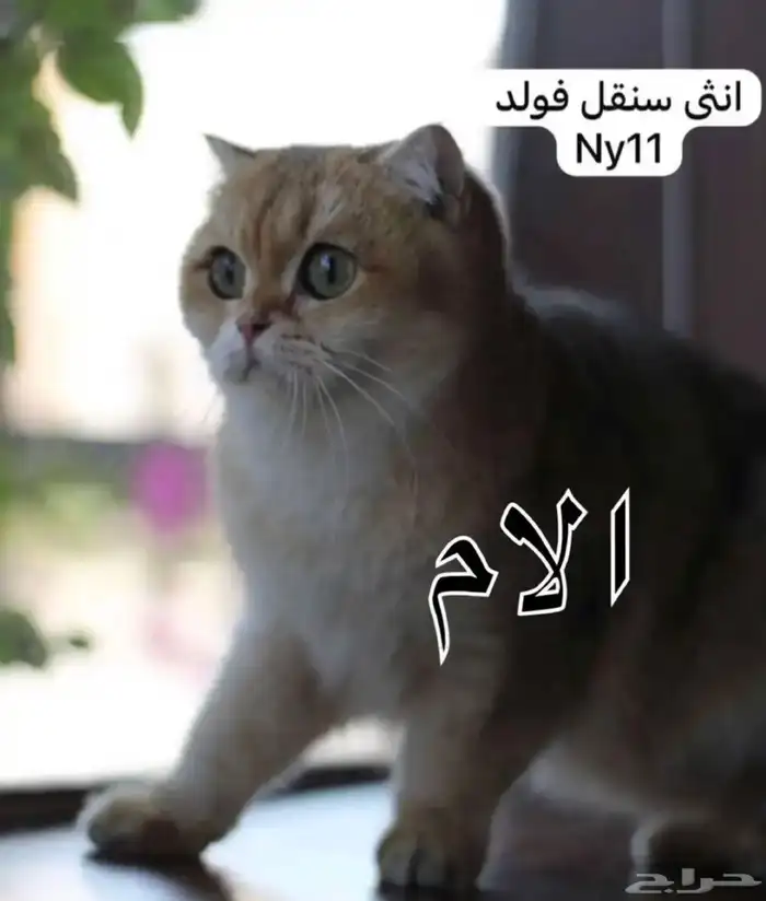 كيتن سكوتش فولد بيور 3