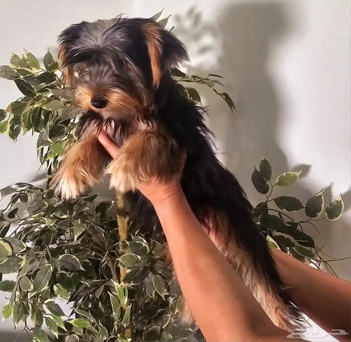 للبيع جراء يوركشاير صغيرة و لعوبة 11