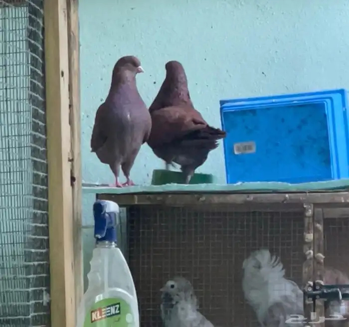 حمام مشكل للبيع 1