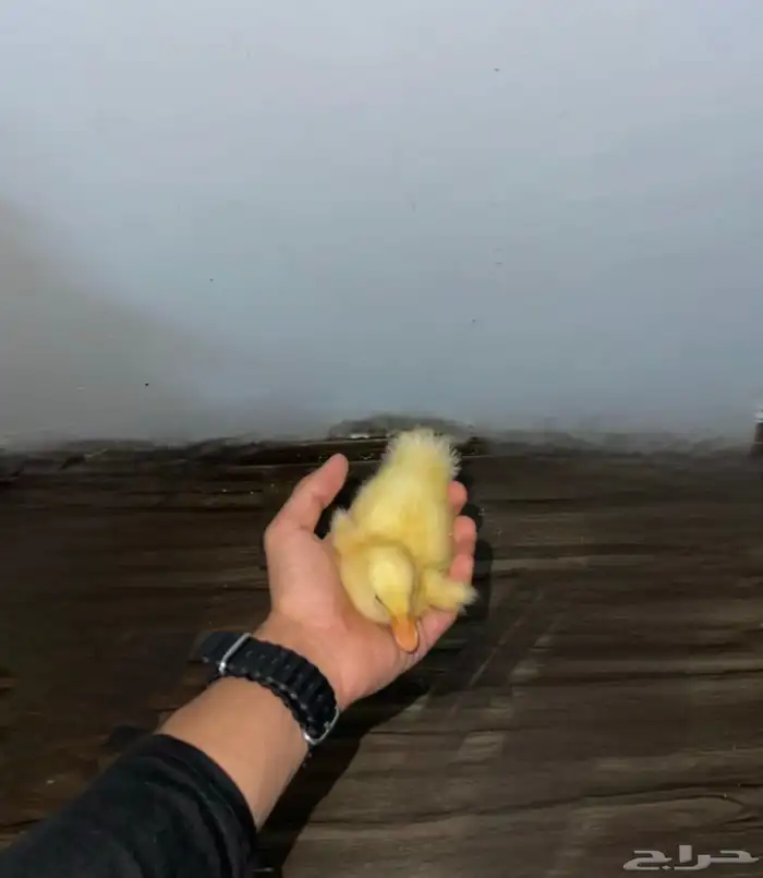 بطه صغيره للبييع 11