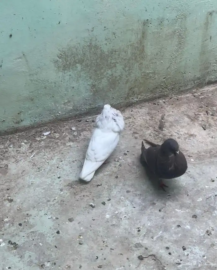 حمام مشكل للبيع 5