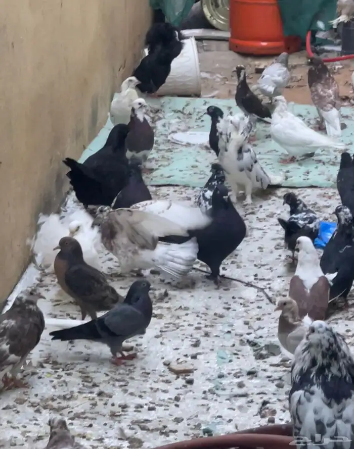 حمام مشكل للبيع 8