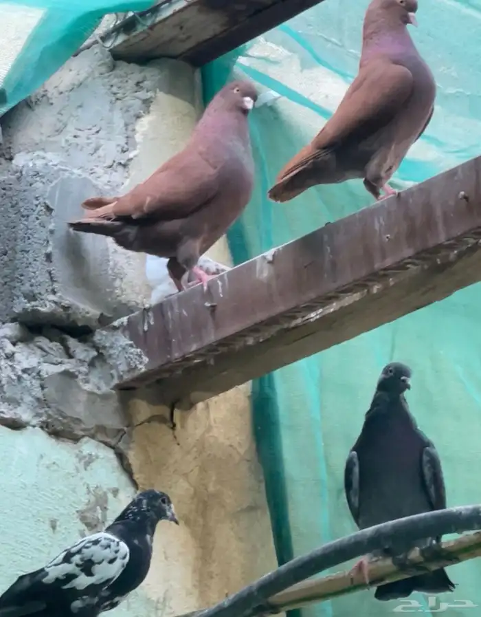 حمام مشكل للبيع 7