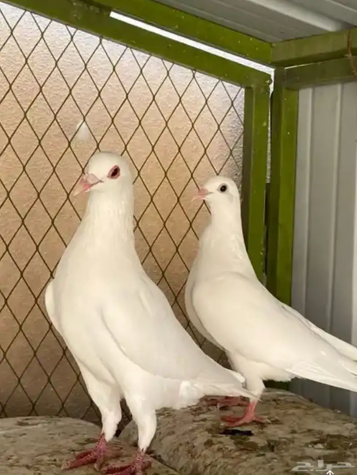 مطلوب حمام فرنسي عشة منتج 0