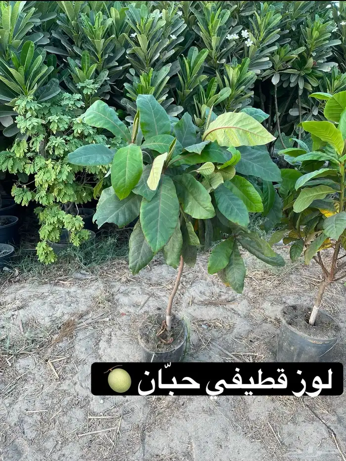 اشجار زينة ومثمرة للبيع 7