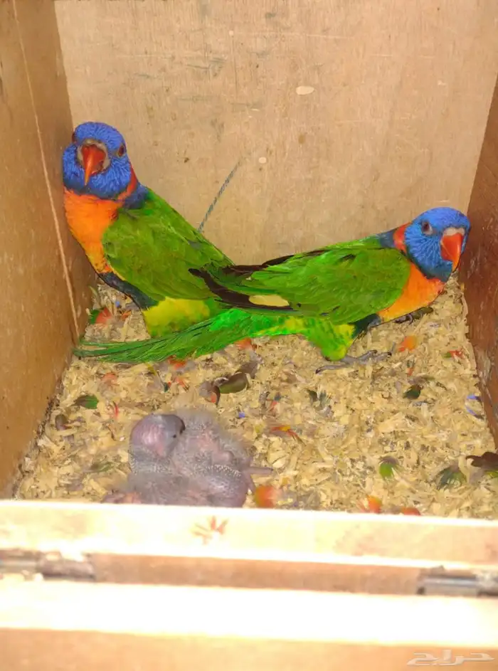 فرخ لوري رد 0