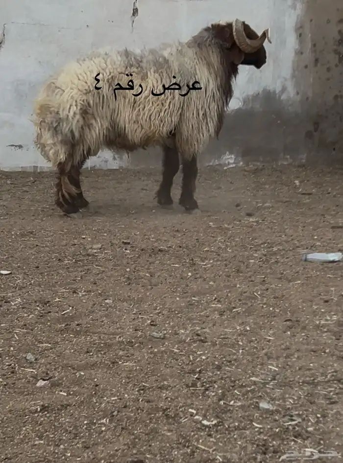فحل نعيم مشروطه للبيع 7