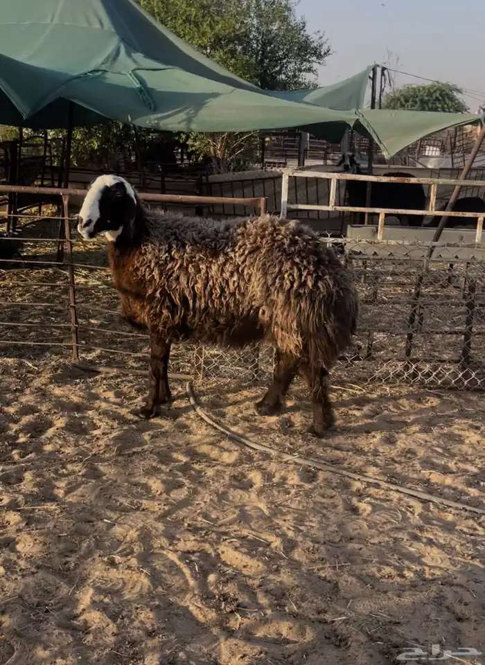 شاه صنف خصم 0