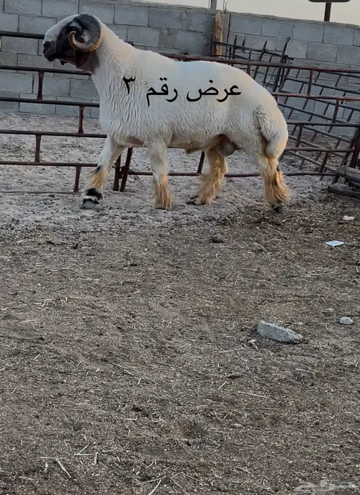 فحل نعيم مشروطه للبيع 4