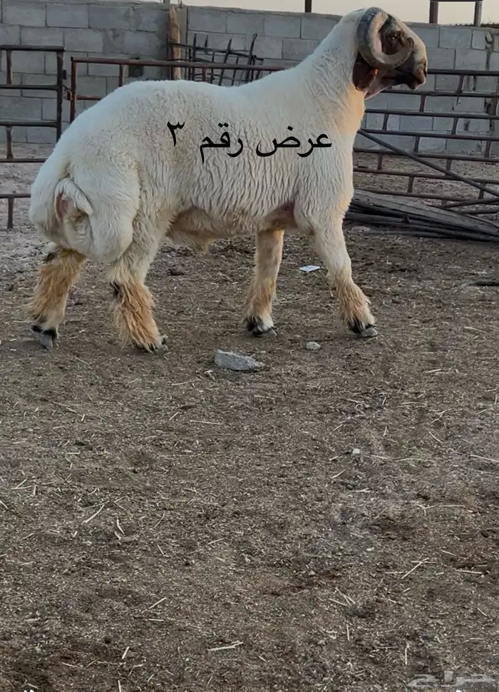 فحل نعيم مشروطه للبيع 5
