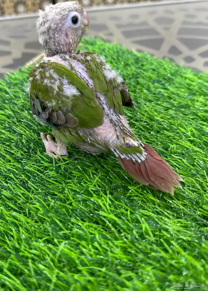 فرخ كنيور أناناس غر ((( تم البيع تم البيع ))) 2