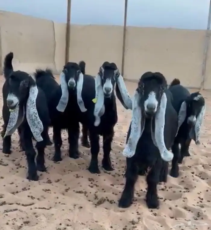 للبيع 5 جذعات خصم الخصم 0