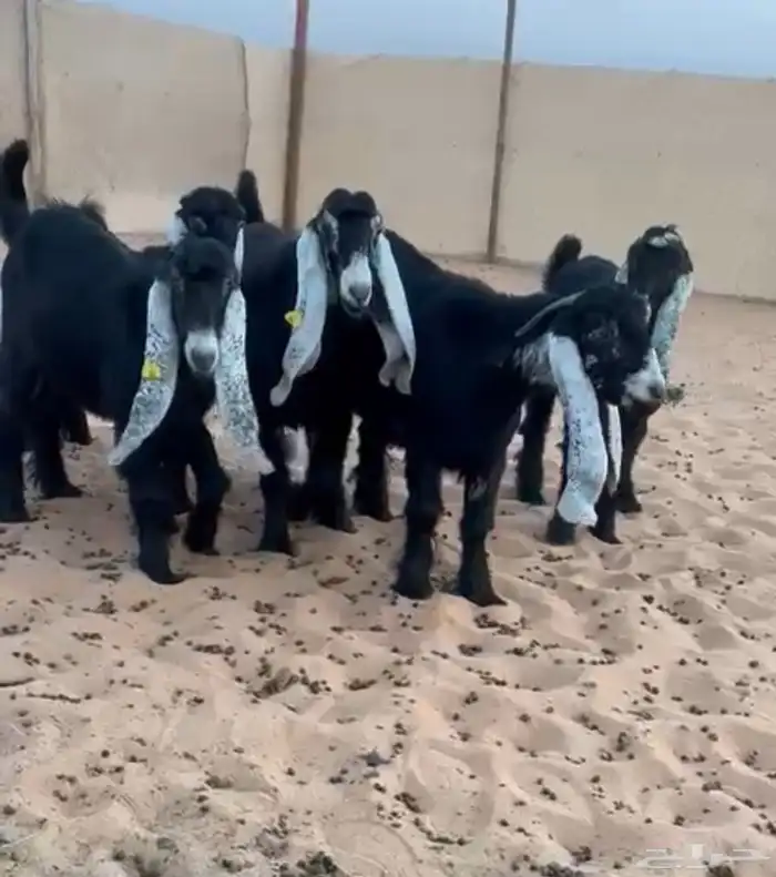 للبيع 5 جذعات خصم الخصم 1