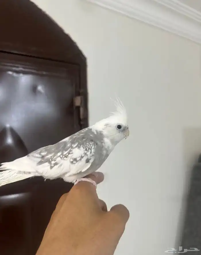 كروان اليف لون مميز 0