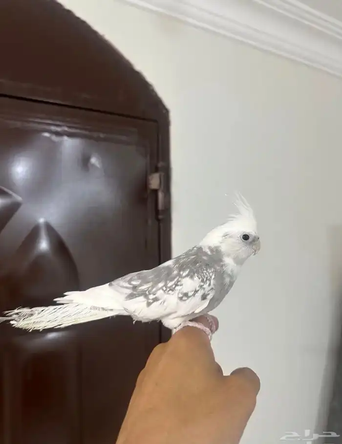 كروان اليف لون مميز 1