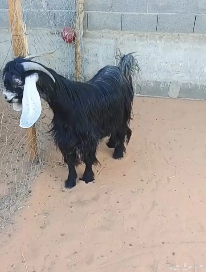 عنز عارضيه صنف و جرم و توها شاقه رباع 1